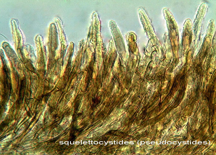 Tento Hymenochaete tabacina-foto6033(Porostereum spadiceum)